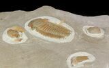 Bargain, Hamatolenus Trilobite (Molt) - Tinjdad, Morocco #47348-2